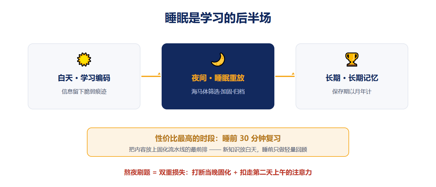 记忆固化的昼夜分工（